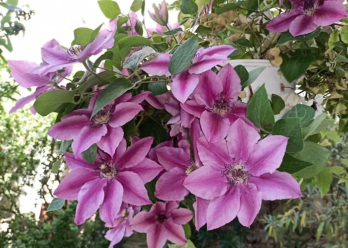 Pia\'S Gardenview