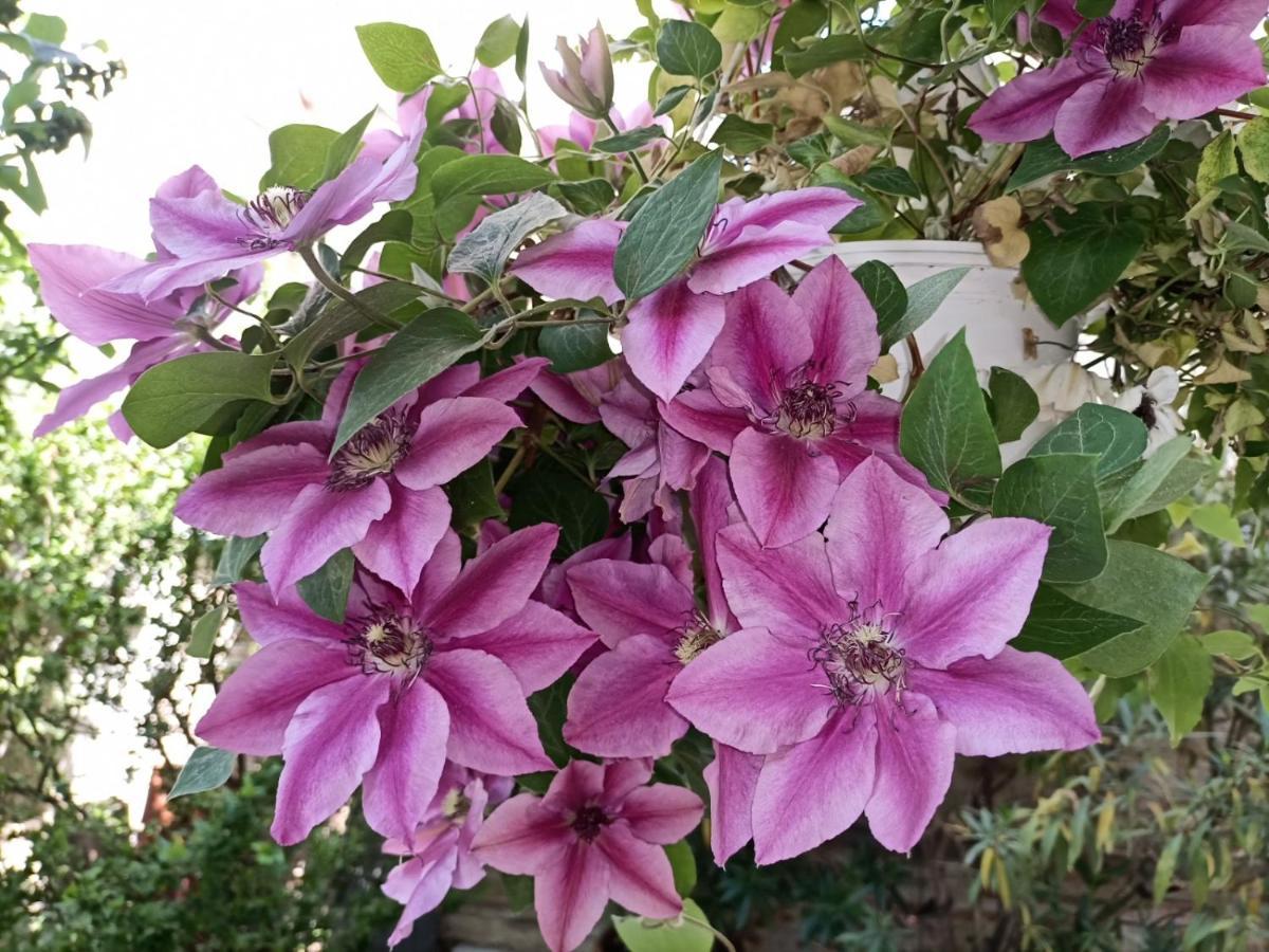 Pia's Gardenview Apartment
